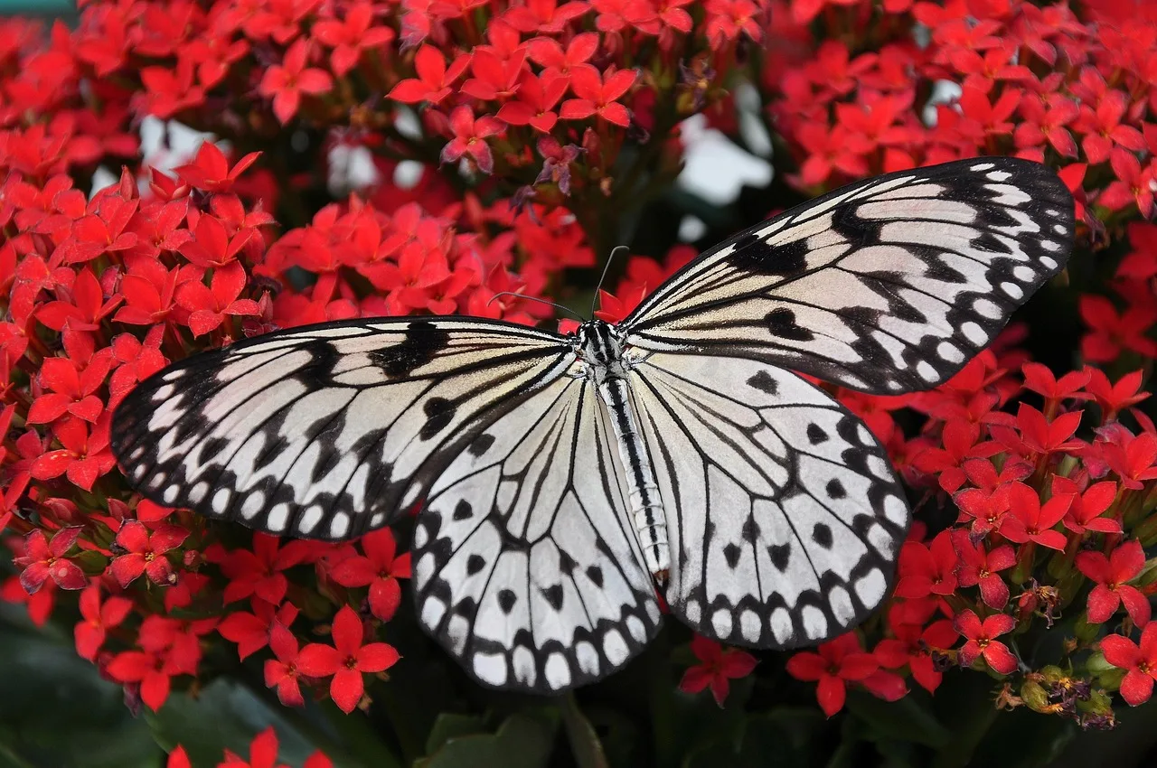 Heliconius Kelebeklerinin Uzun Yaşam Sırrı