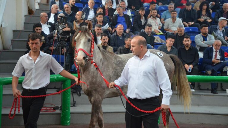 TİGEM 17 safkan Arap koşu tayı satışı yapacak