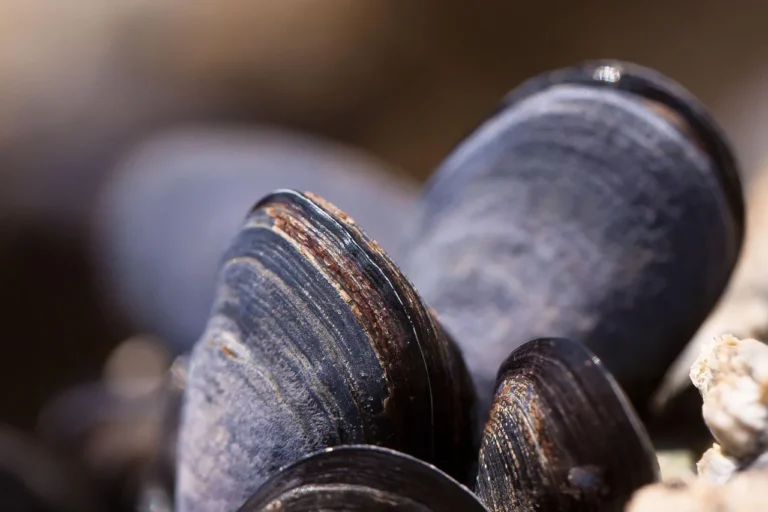 Türkiye'nin denizle gastronomik imtihanı: Balık neden mutfağın merkezinde değil?