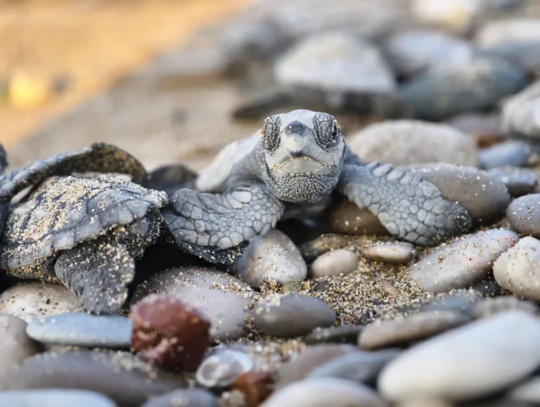 Belek'te 100 bin caretta yavrusu denize ulaştı